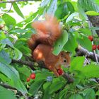 Eichhörnchen beim Kirschenklauen