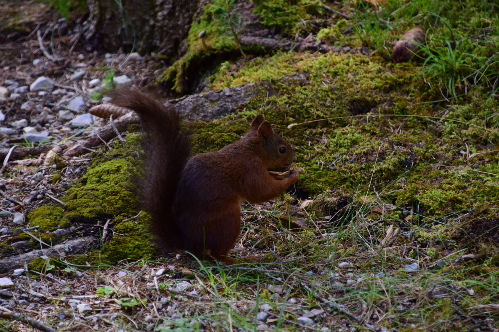 Eichhörnchen beim Knabbern