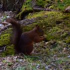 Eichhörnchen beim Knabbern