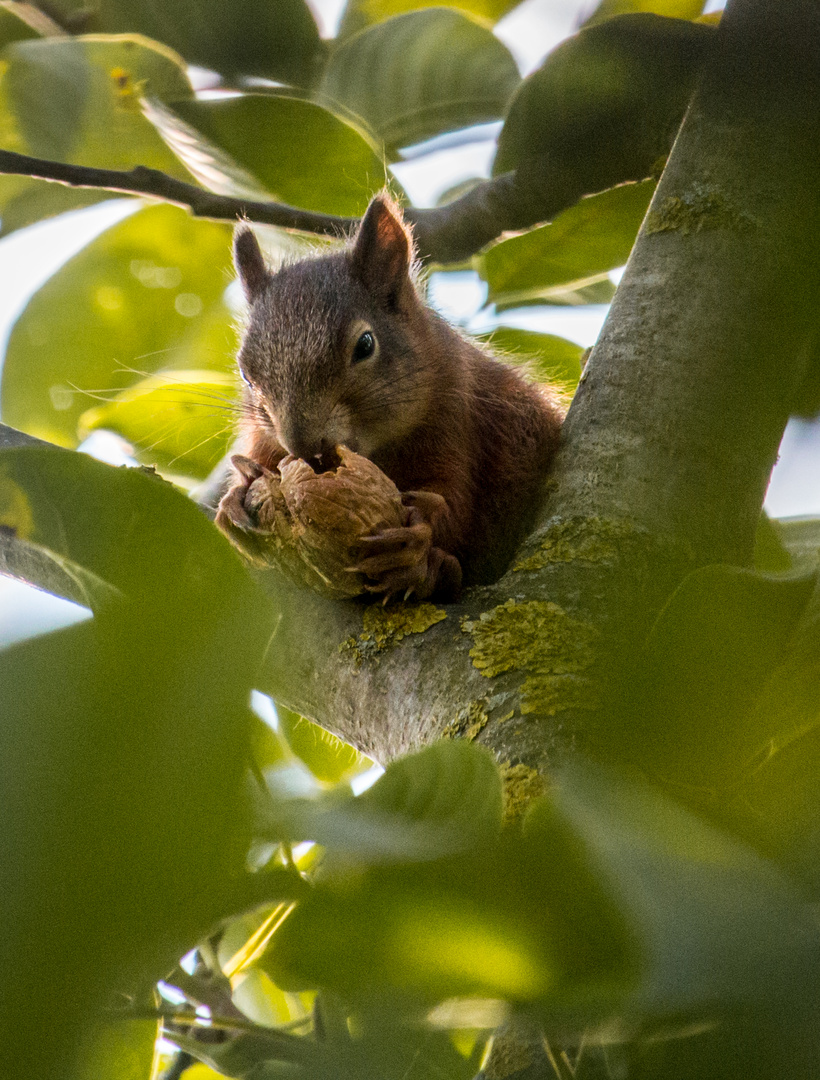 Eichhörnchen beim knabbern