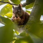 Eichhörnchen beim knabbern