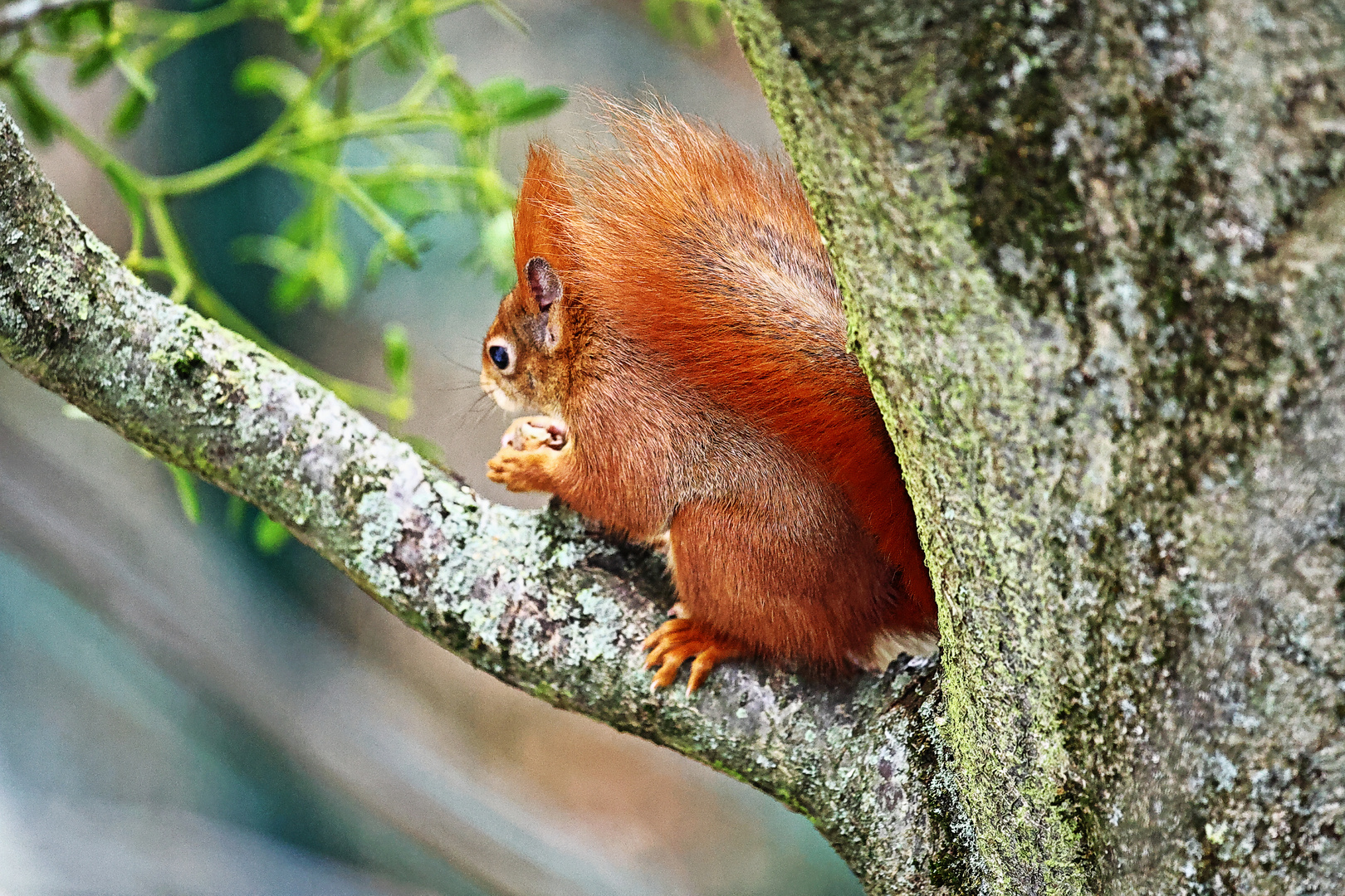 Eichhörnchen beim Knabbern II...