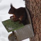 Eichhörnchen beim Lunch