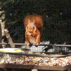 Eichhörnchen beim Mittagessen