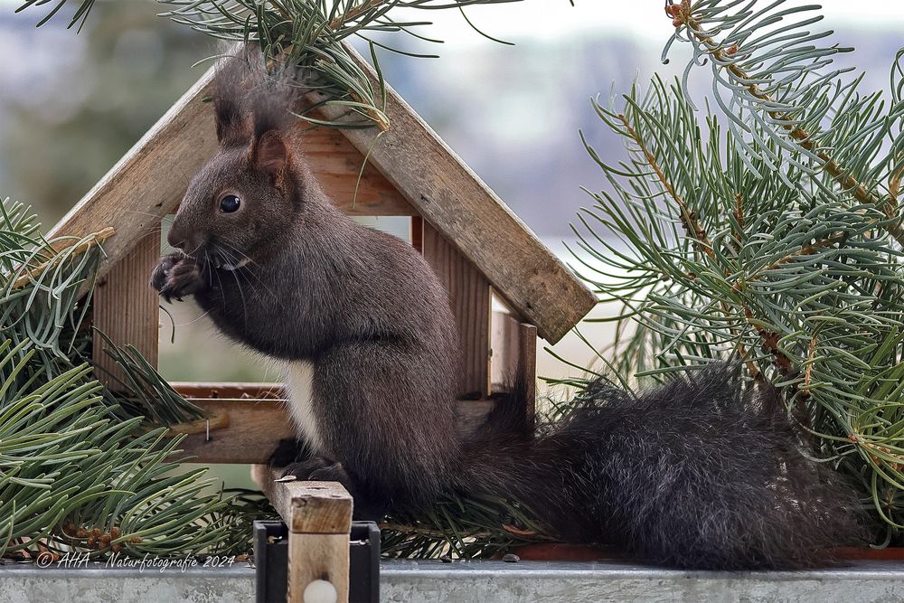 Eichhörnchen beim Mittagessen ;-)