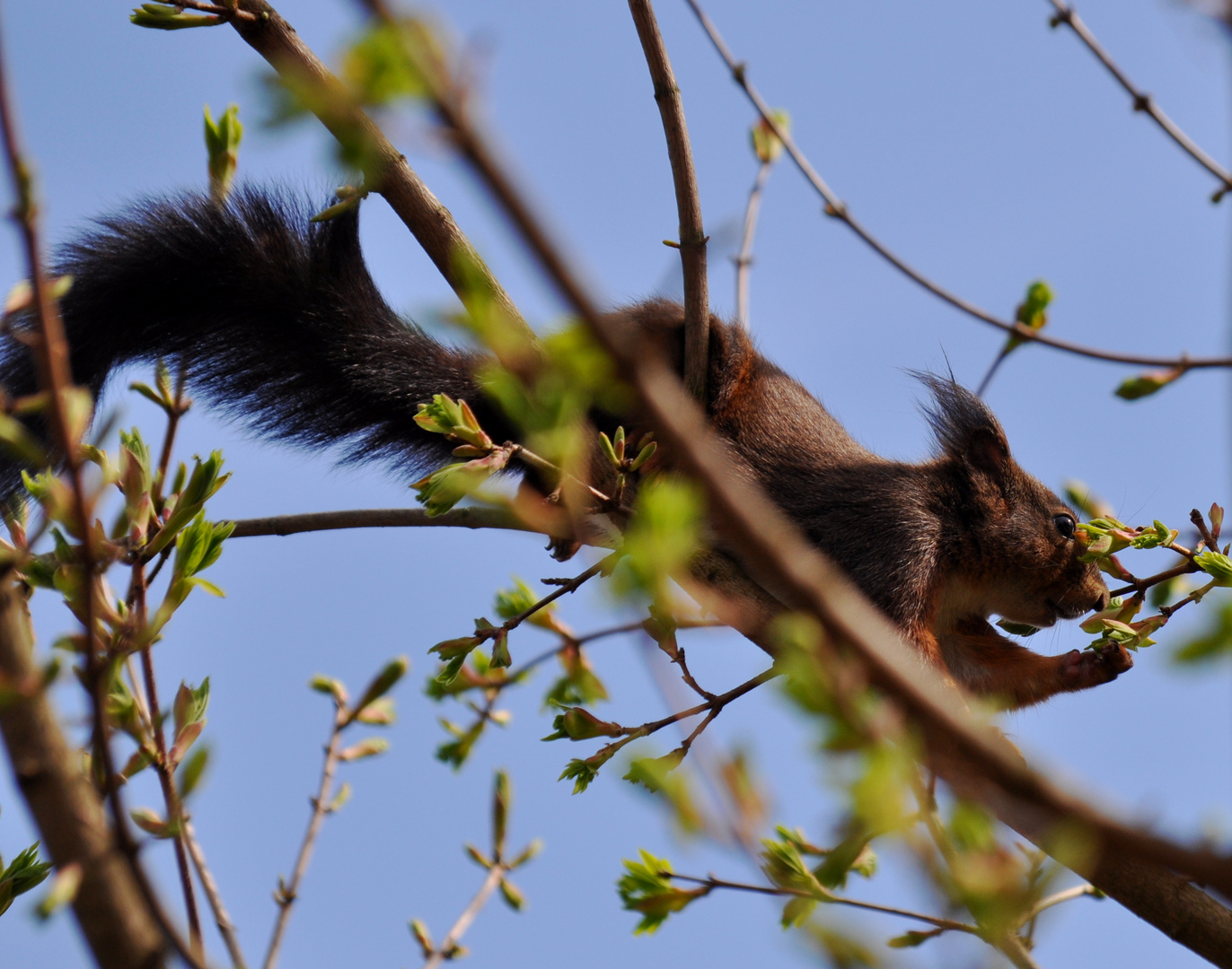 Eichhörnchen beim Naschen