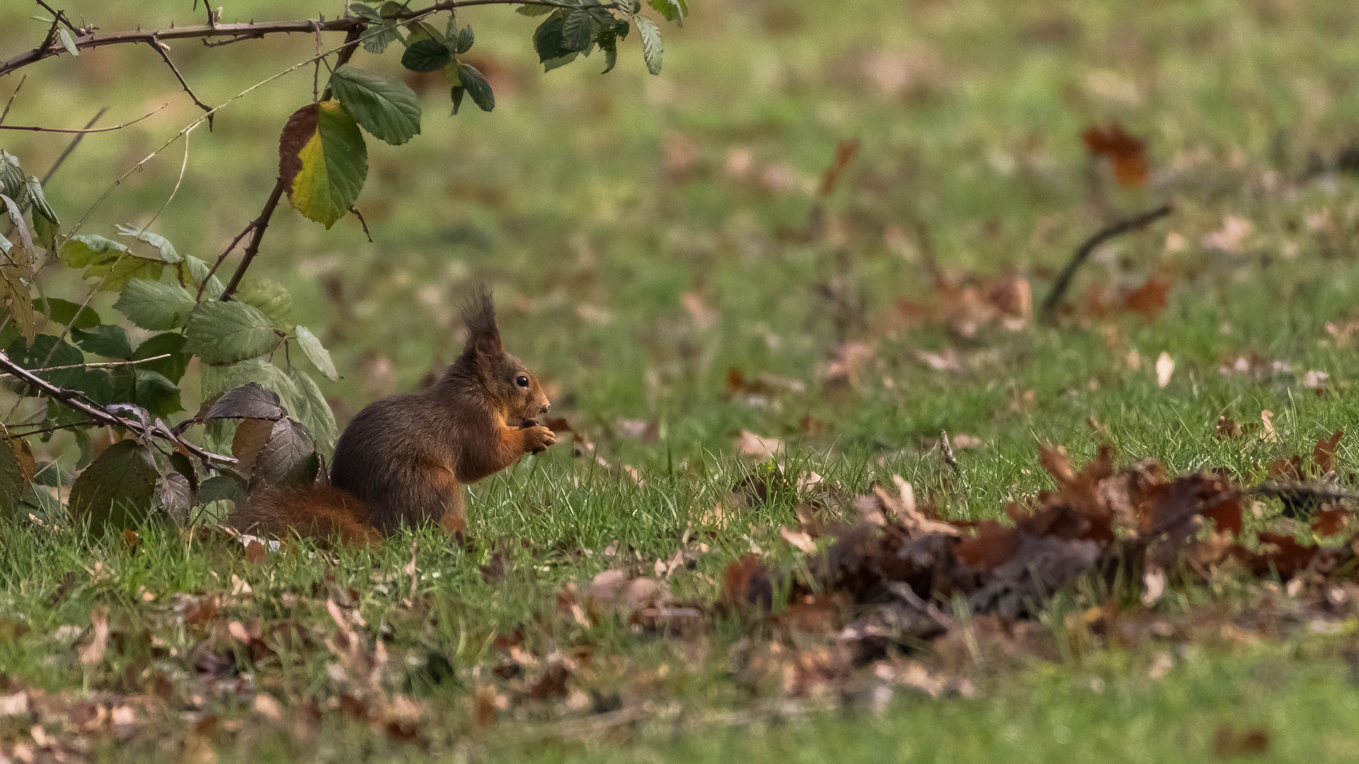 Eichhörnchen beim Naschen erwischt