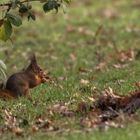 Eichhörnchen beim Naschen erwischt