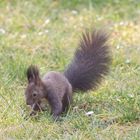 Eichhörnchen beim Nestbau 1