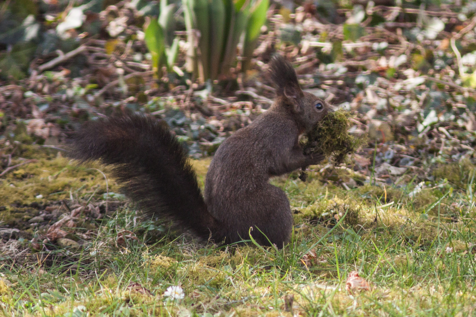 Eichhörnchen beim Nestbau 2