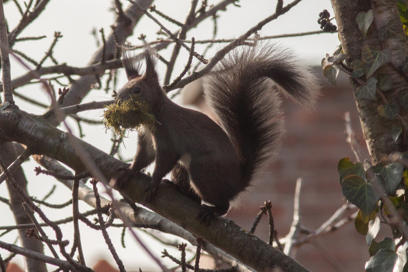 Eichhörnchen beim Nestbau 3
