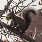 Eichhörnchen beim Nestbau 3