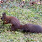 Eichhörnchen beim Nestbau