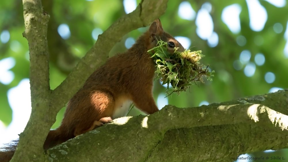 Eichhörnchen beim Nestbau