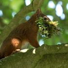 Eichhörnchen beim Nestbau