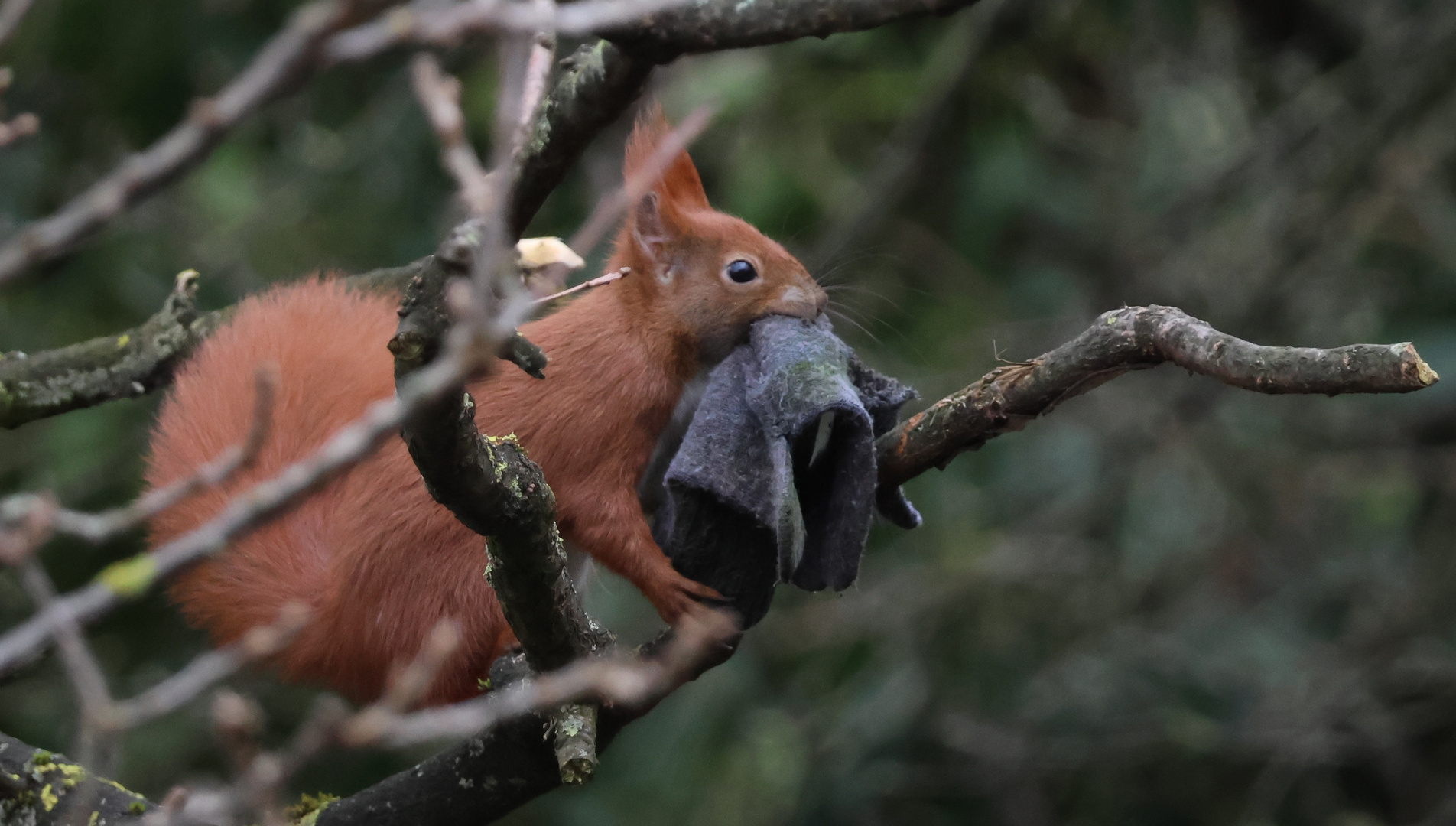 Eichhörnchen beim Nestbau