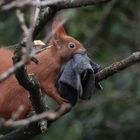 Eichhörnchen beim Nestbau