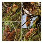 Eichhörnchen beim Nestbau