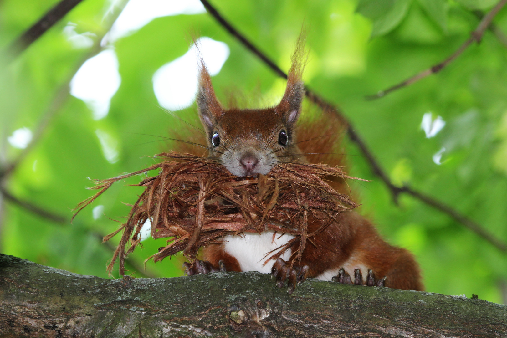 Eichhörnchen beim Nestbau