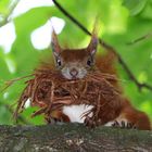 Eichhörnchen beim Nestbau