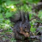 Eichhörnchen beim Nüsse fressen.