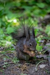 Eichhörnchen beim Nüsse fressen.