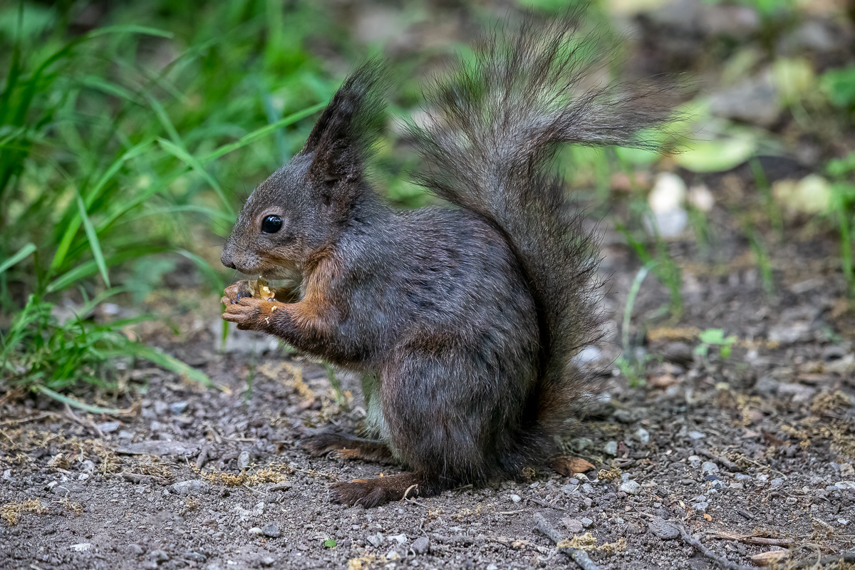 Eichhörnchen beim Nüsse fressen.