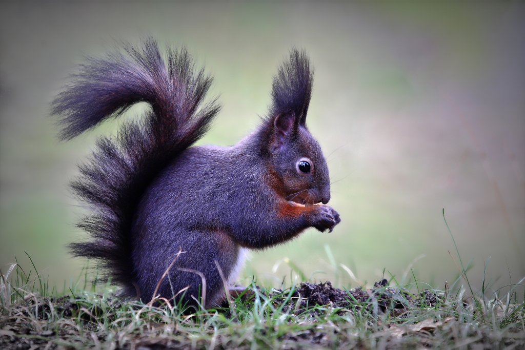 Eichhörnchen beim Nuss ausgraben, oder aus dem Vorratslager essen 