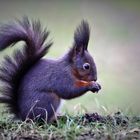 Eichhörnchen beim Nuss ausgraben, oder aus dem Vorratslager essen 