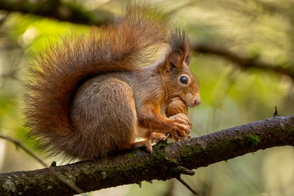 Eichhörnchen beim Nuss knacken.
