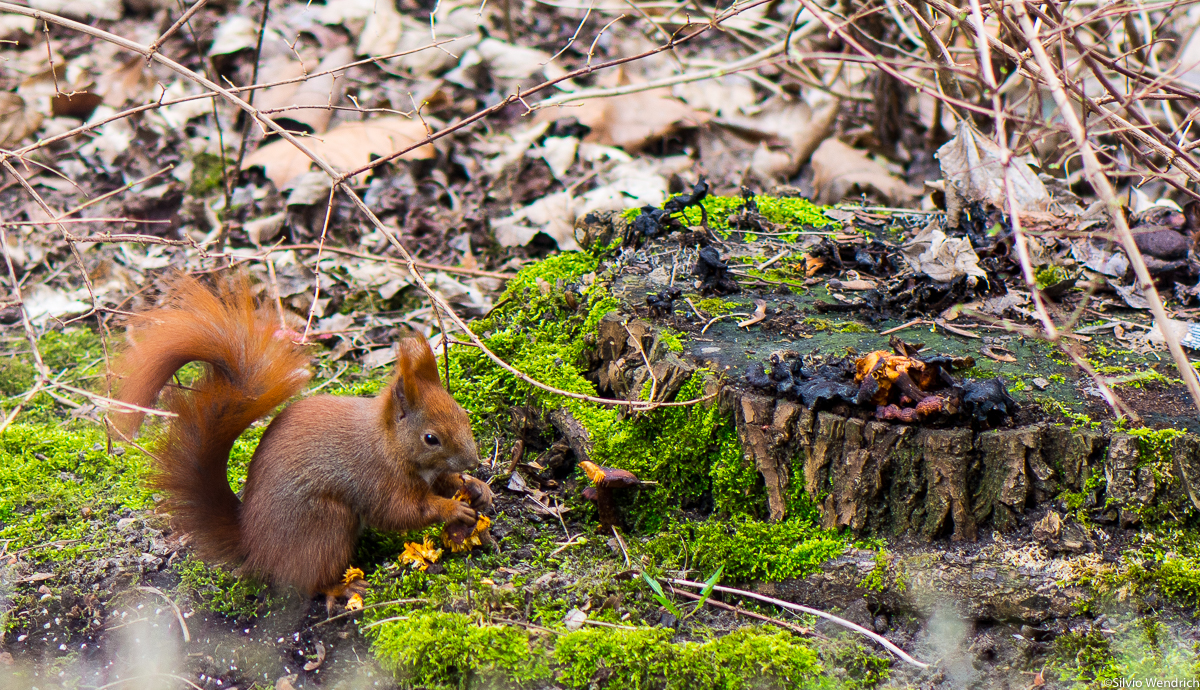 Eichhörnchen beim Pilze essen