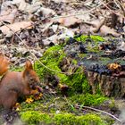 Eichhörnchen beim Pilze essen