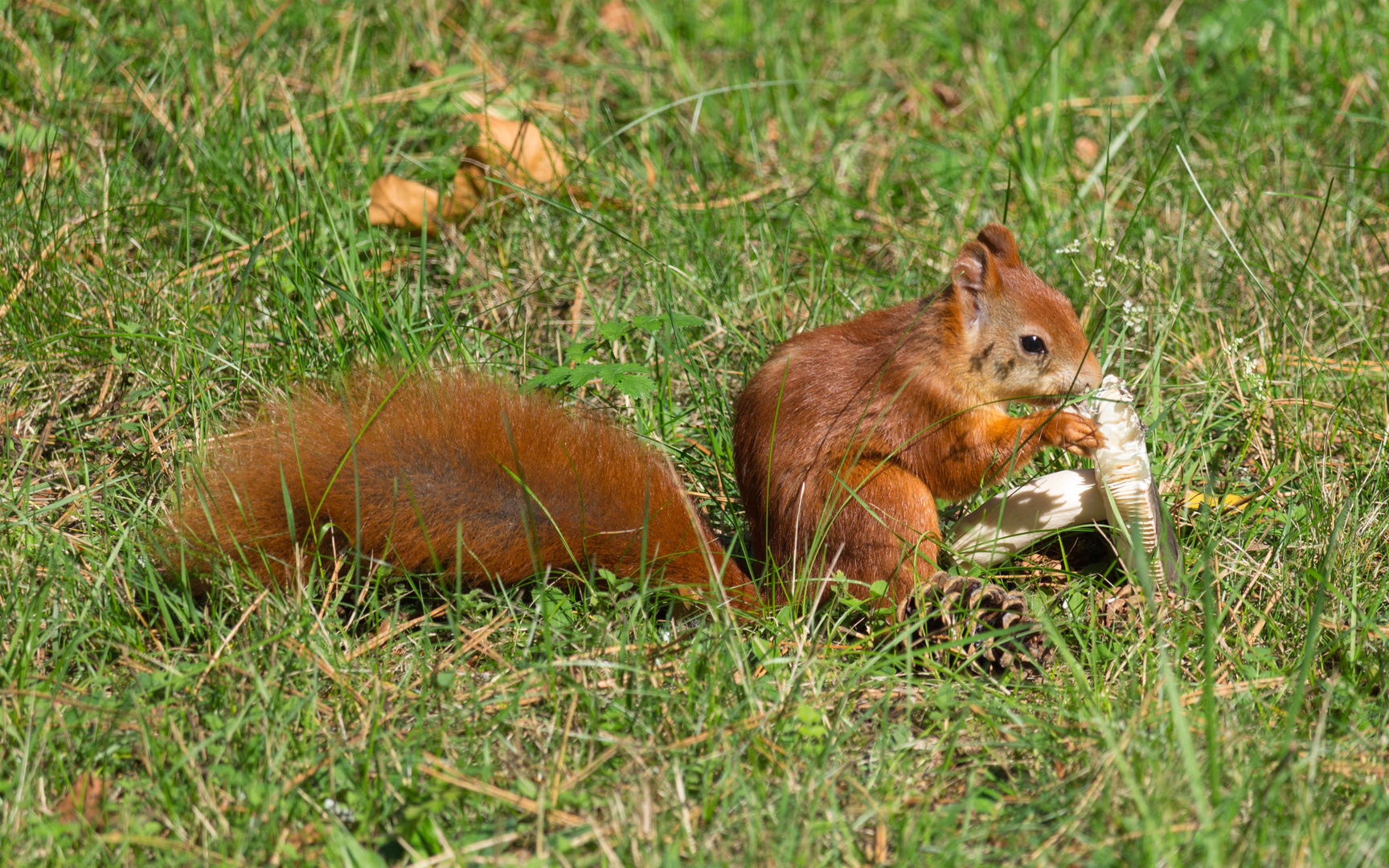 eichhörnchen beim Pilze essen