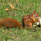 eichhörnchen beim Pilze essen