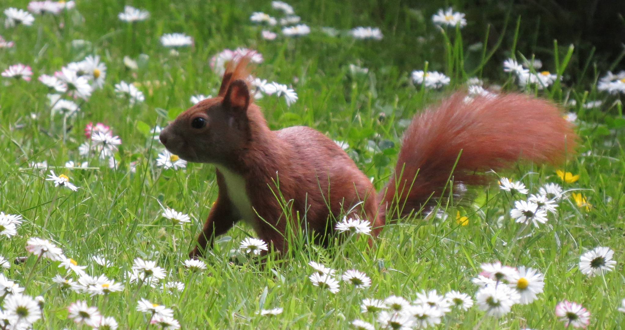 Eichhörnchen beim Rumtollen