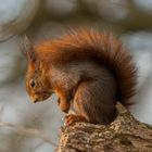 Eichhörnchen beim Sonnenbad