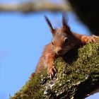 Eichhörnchen beim Sonnenbaden