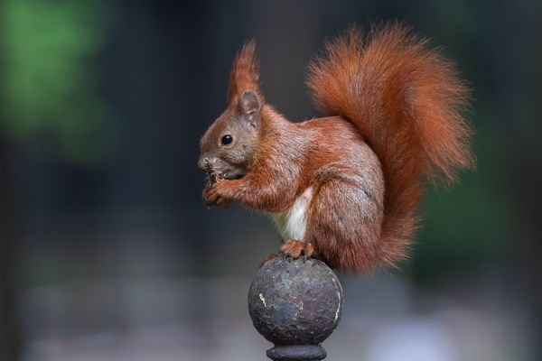 Eichhörnchen beim Speisen