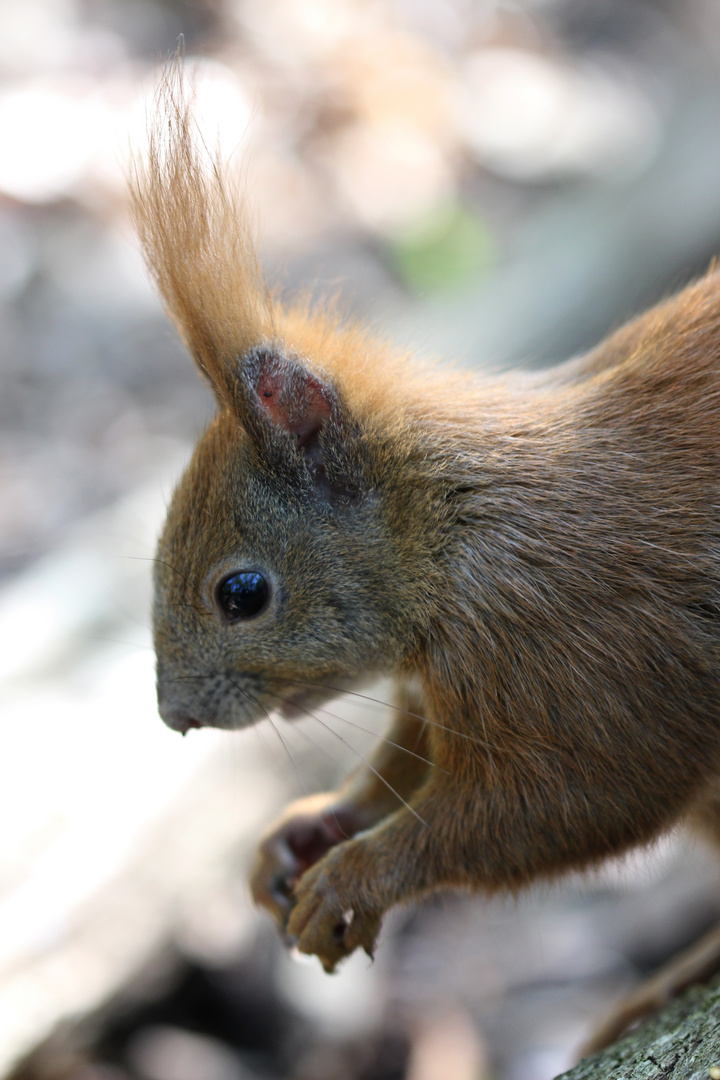 Eichhörnchen beim Sprung