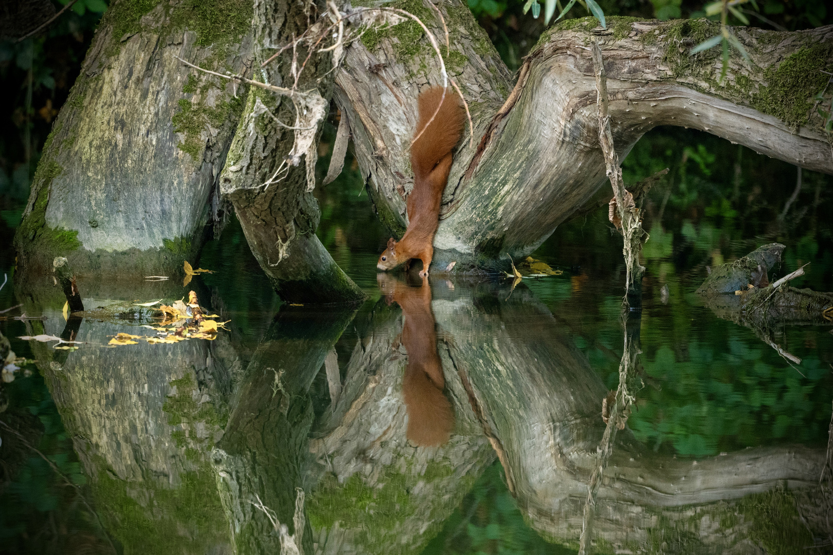 Eichhörnchen beim Trinken