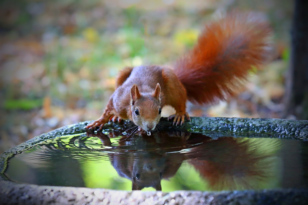 Eichhörnchen beim trinken