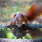 Eichhörnchen beim trinken