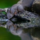 Eichhörnchen beim trinken