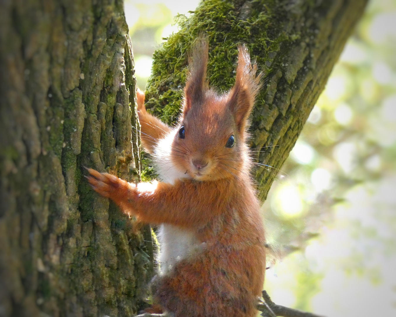 Eichhörnchen beim Versteckspiel