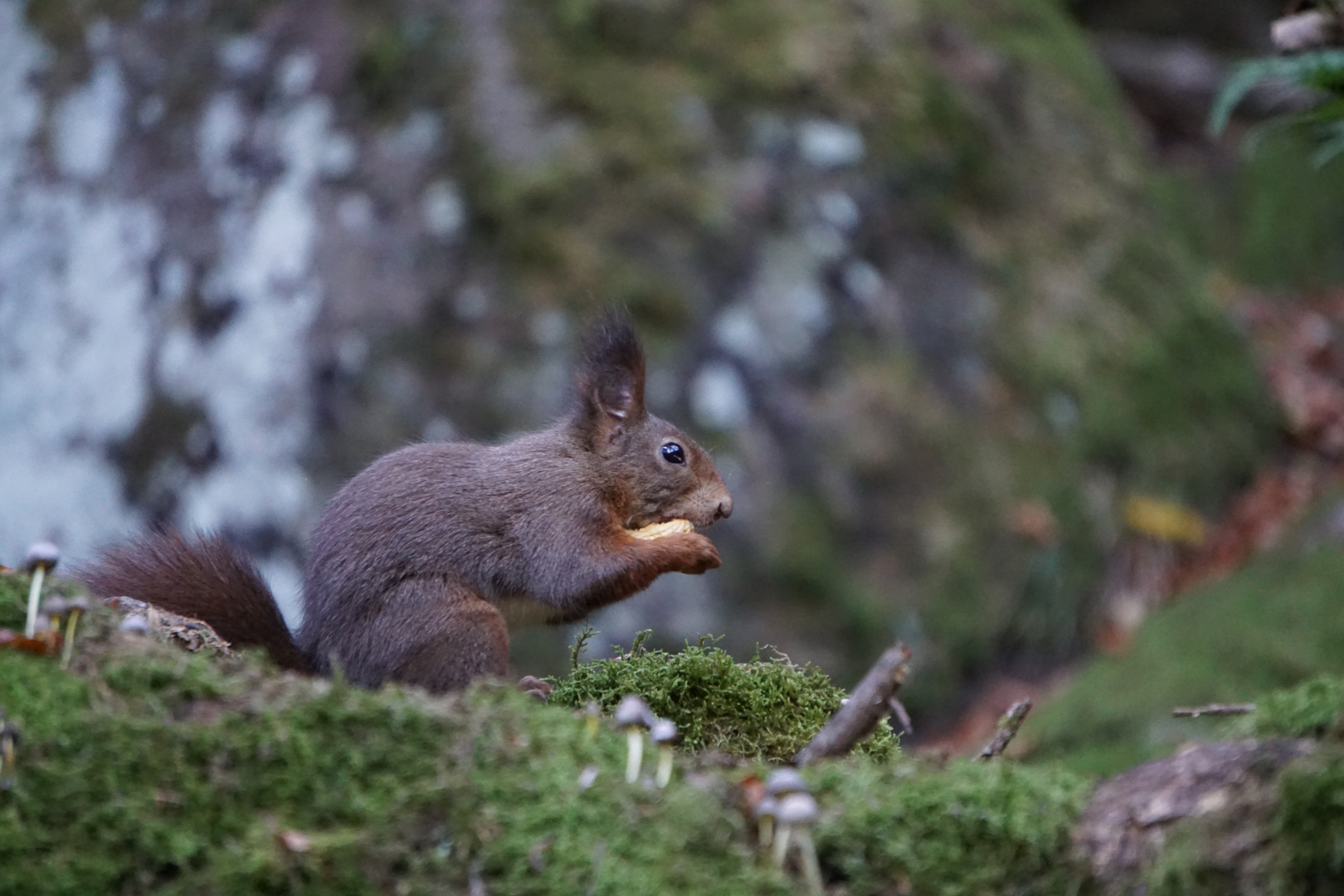 Eichhörnchen beim Vespern