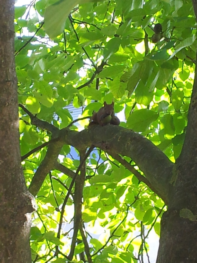 Eichhörnchen beim Wallnuss hamstern erwischt~