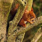  Eichhörnchen beim Walnuss-Knabbern 