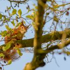 Eichhörnchen beobachtet mich.