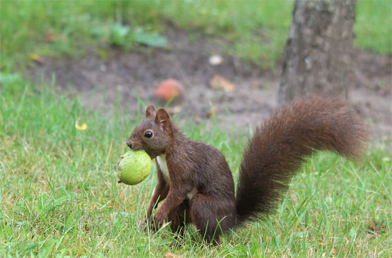 Eichhörnchen - Besuch am Apfelbaum