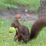 Eichhörnchen - Besuch am Apfelbaum